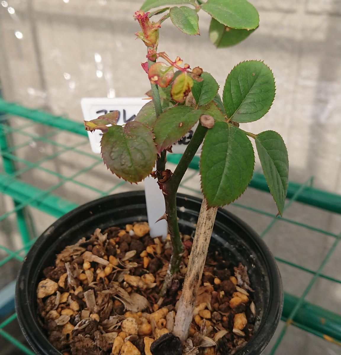 img_cache_d_767635_1_161167173