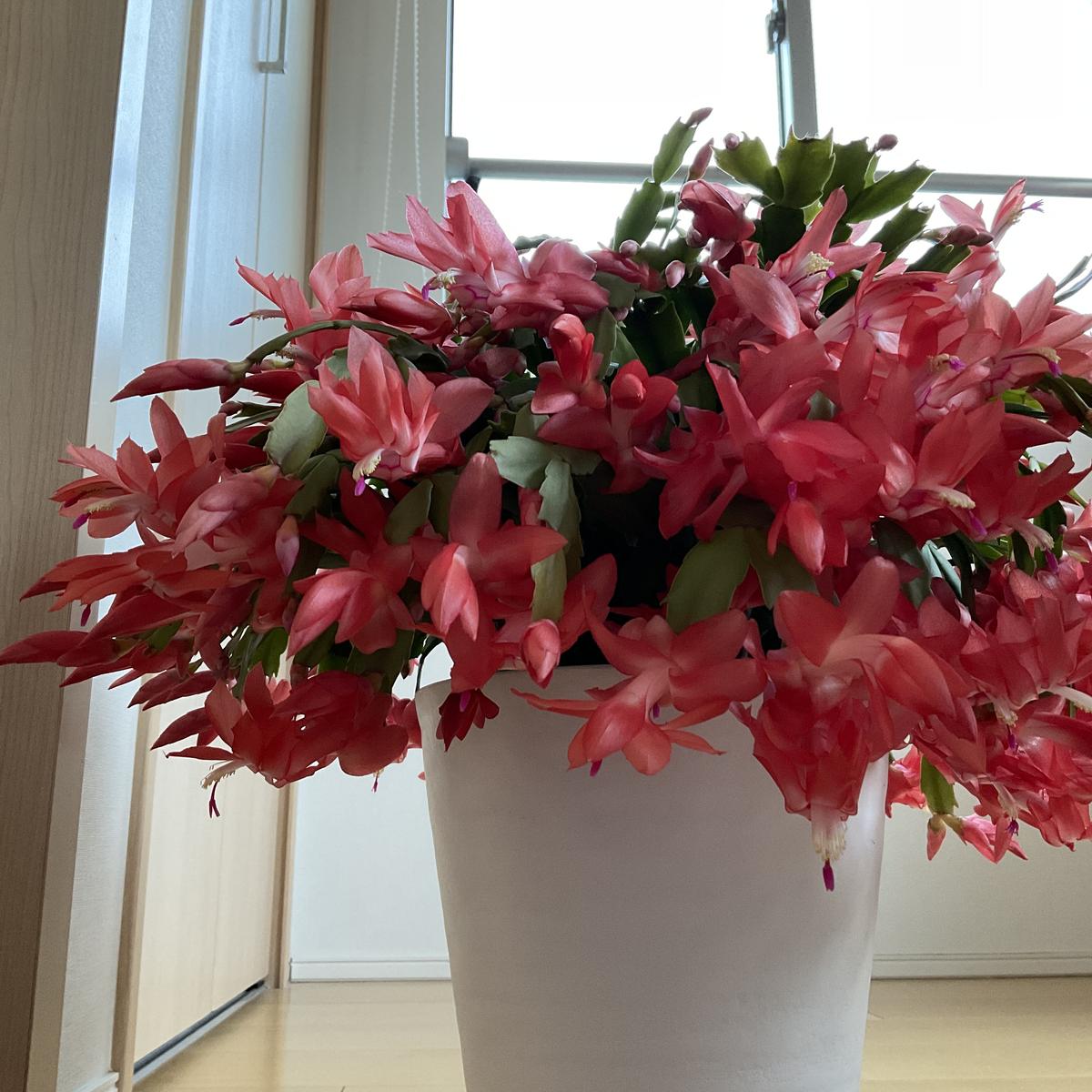 img_cache_d_901210_1_164101846