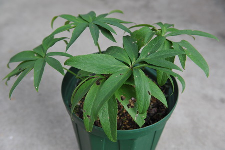 クリスマスローズの原種（H.ムルチフィダス）｜園芸日記by野々口稔