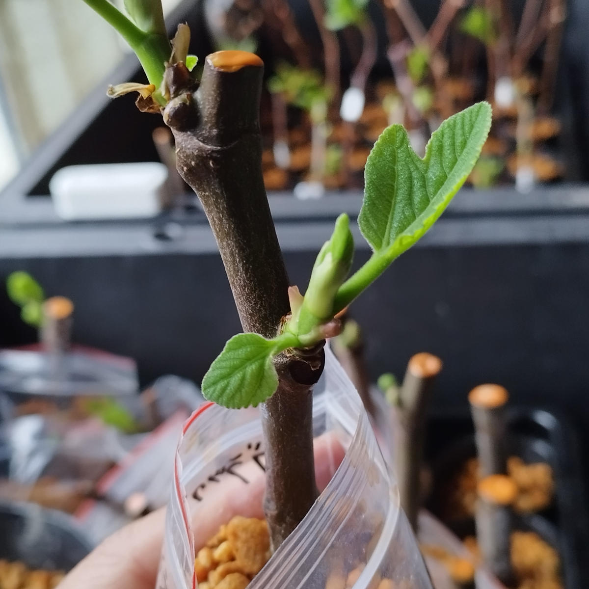 いちじくの穂木「ブラックマデイラ」｜園芸日記byfruits55.go