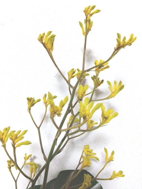 カンガルーポー｜園芸日記by貝のママ｜みんなの趣味の園芸｜1263957