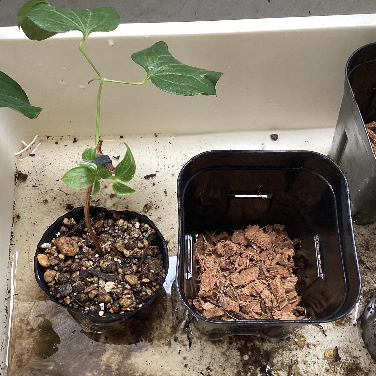 img_cache_d_1222828_1_17191149