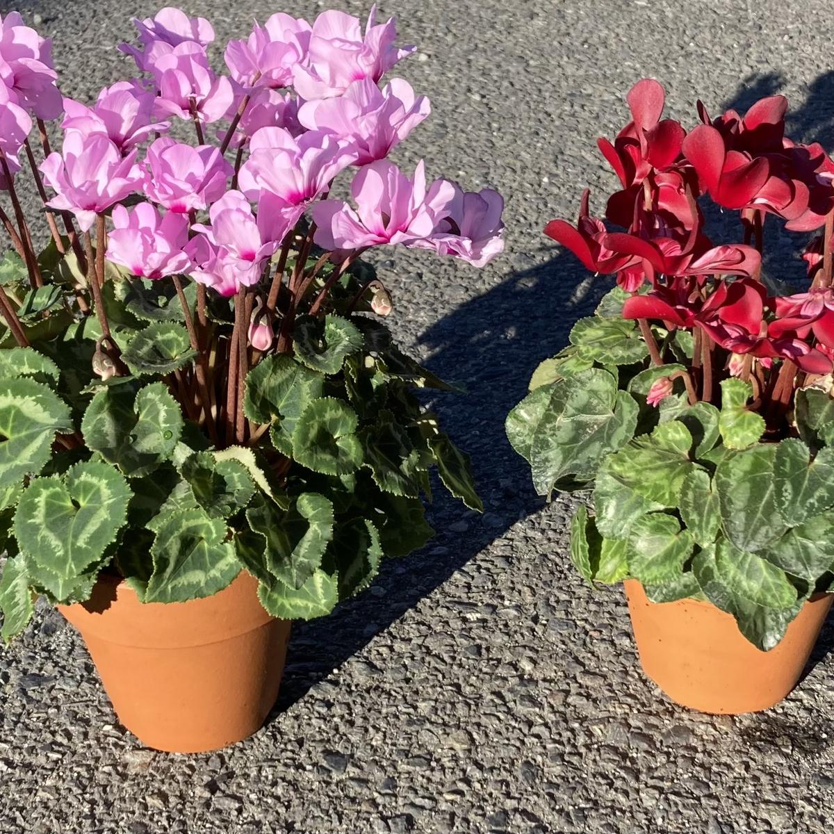 シクラメンの水やり比較｜園芸日記byがち｜みんなの趣味の園芸｜1279758