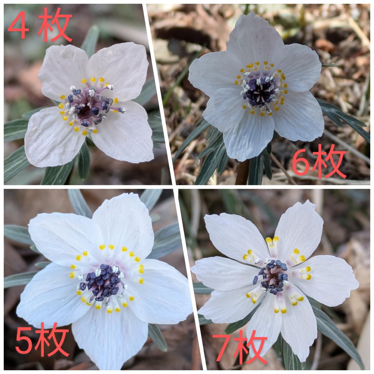 セツブンソウのあれこれ🌼｜園芸日記byしぃママ｜みんなの趣味の園芸