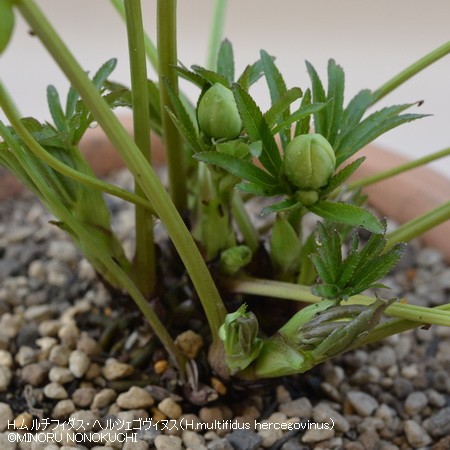 クリスマスローズの原種（H.ムルチフィダス・ヘルツェゴヴィヌス