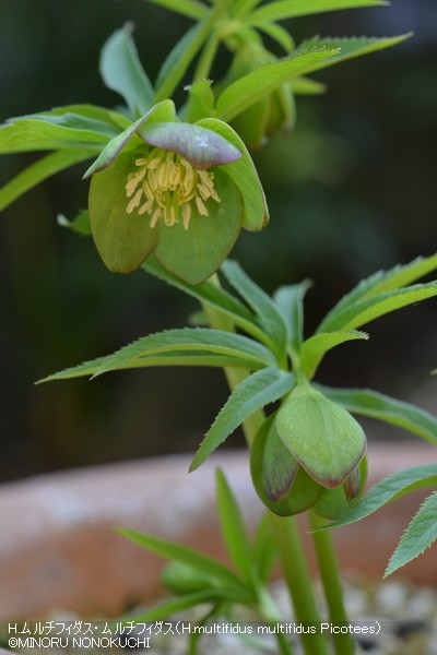 クリスマスローズの原種（H.ムルチフィダス・ムルチフィダス）｜園芸
