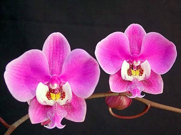 レア！強香原種交配種【ギガンテア × シレリアナ】 シレリアナ戻し 洋