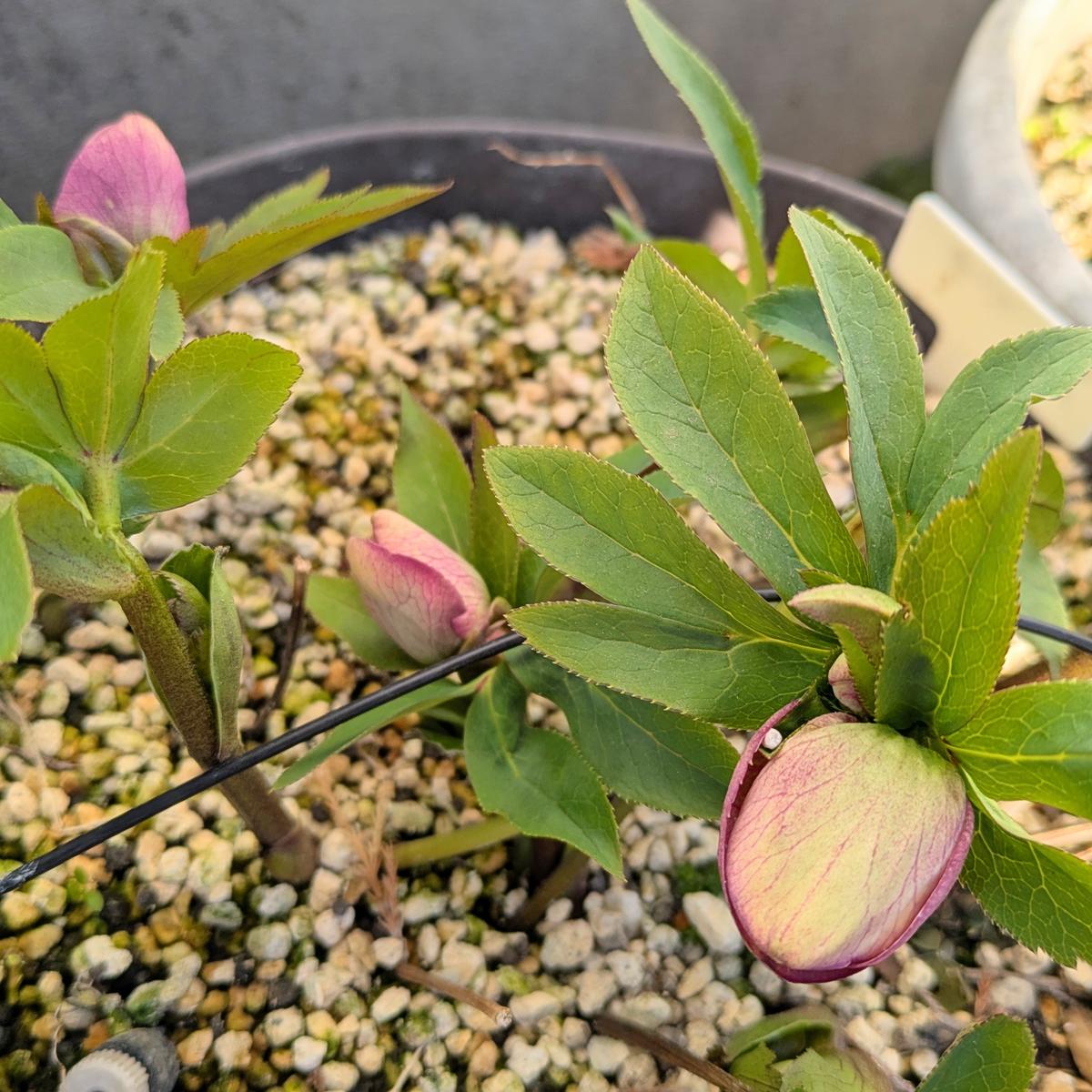 蕾が伸びてきたクリスマスローズ｜園芸日記byjictenko｜みんなの趣味の