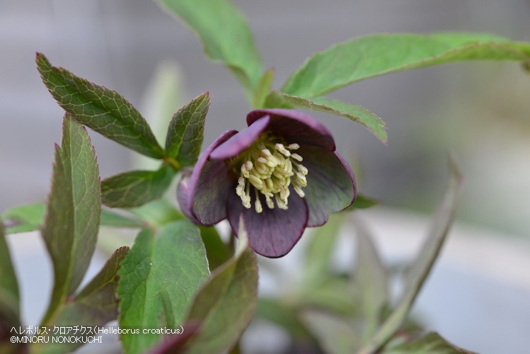クリスマスローズの原種（H.クロアチクス）｜園芸日記by野々口稔
