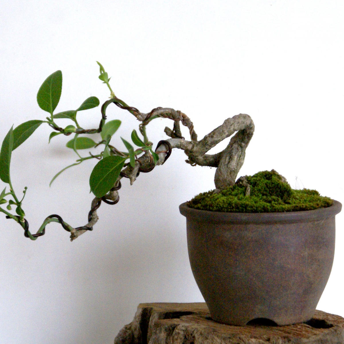 コマユミ盆栽の植え替え。｜園芸日記byディスカス｜みんなの趣味の園芸