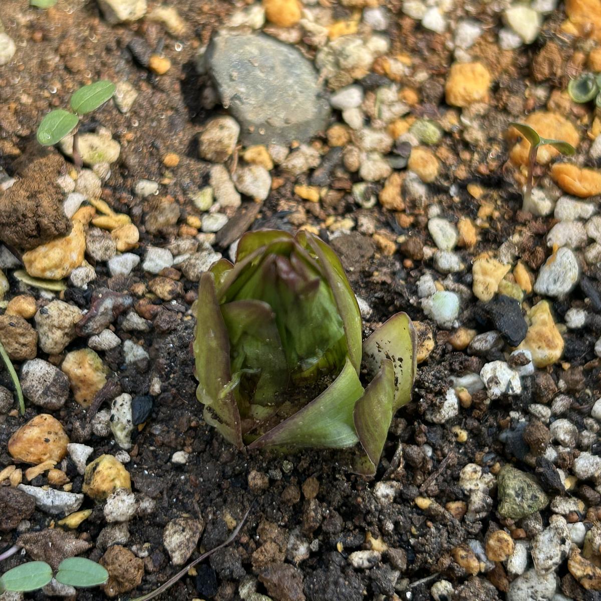カサブランカの芽を気付かず少し踏んでしまいました。無事に成
