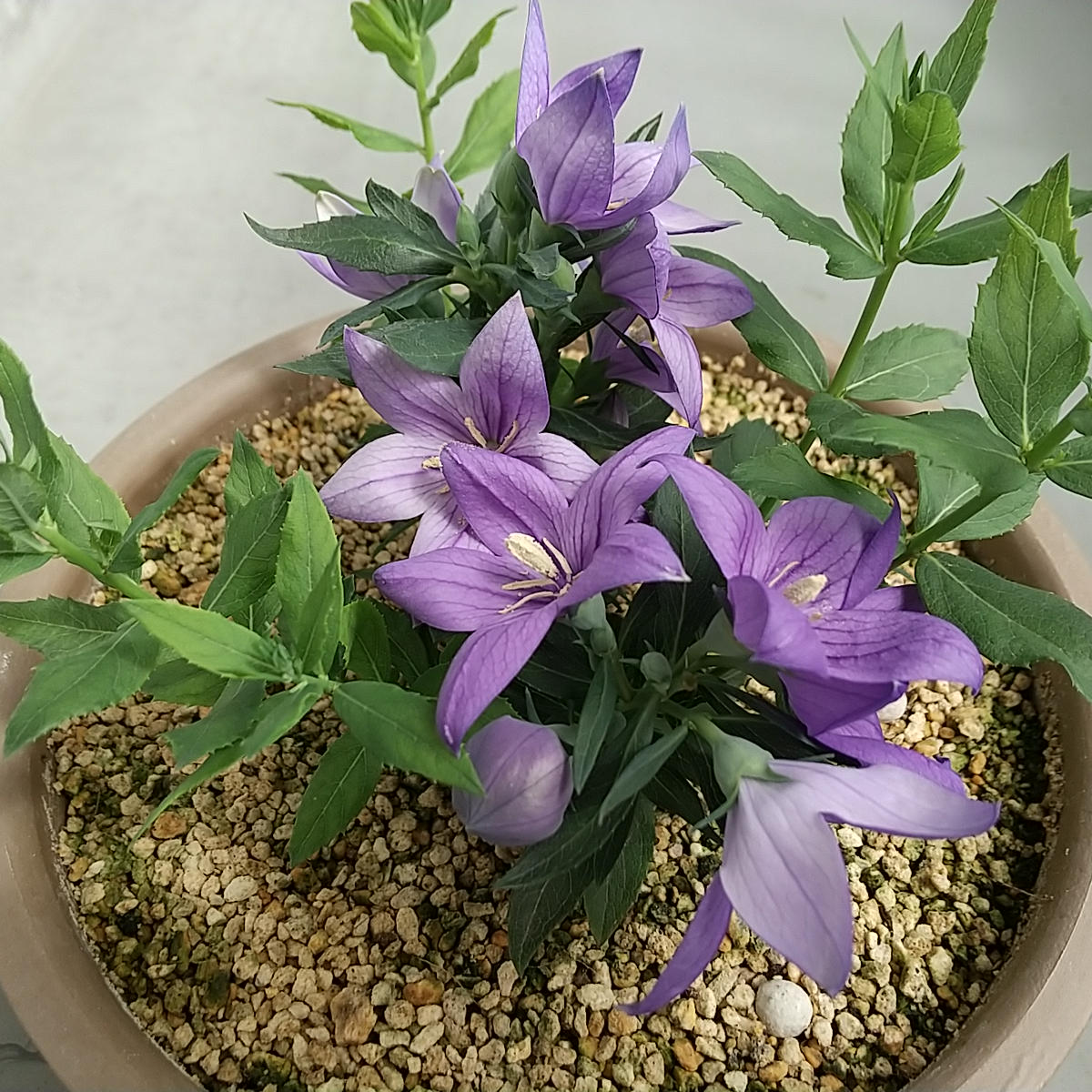 img_cache_q_48538_1_1757823432