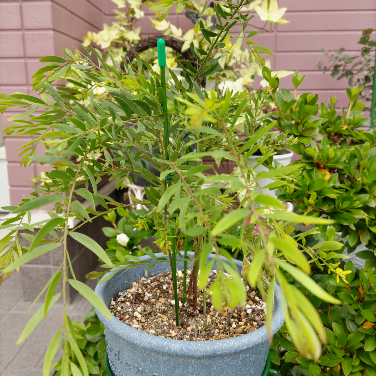 アカシアテレサについて教えてください。3月に鉢植えしてから｜園芸