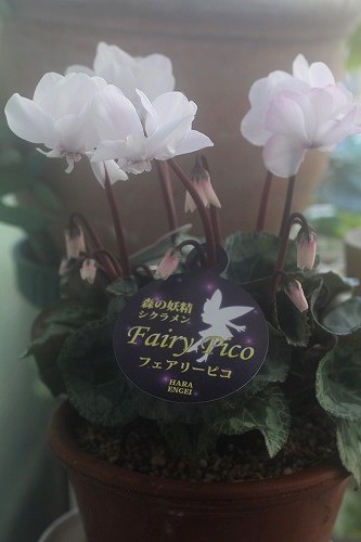 I LOVE フェアリーピコ～*｜そだレポ（栽培レポート）byhanakon