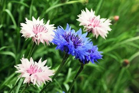 矢車草を種から育てる🎵｜そだレポ（栽培レポート）bymasaさん