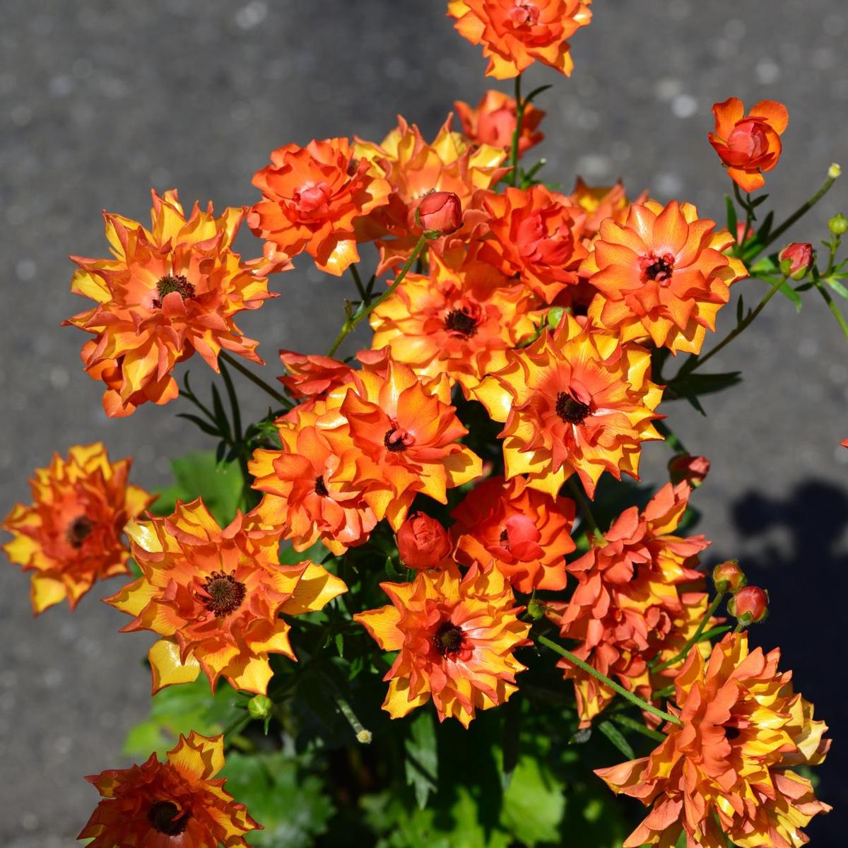 ポスポロス分球｜そだレポ（栽培レポート）byOz｜みんなの趣味の園芸