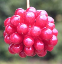 街中できれいな実盆栽『ビナンカズラ』を育てたい。｜そだレポ（栽培