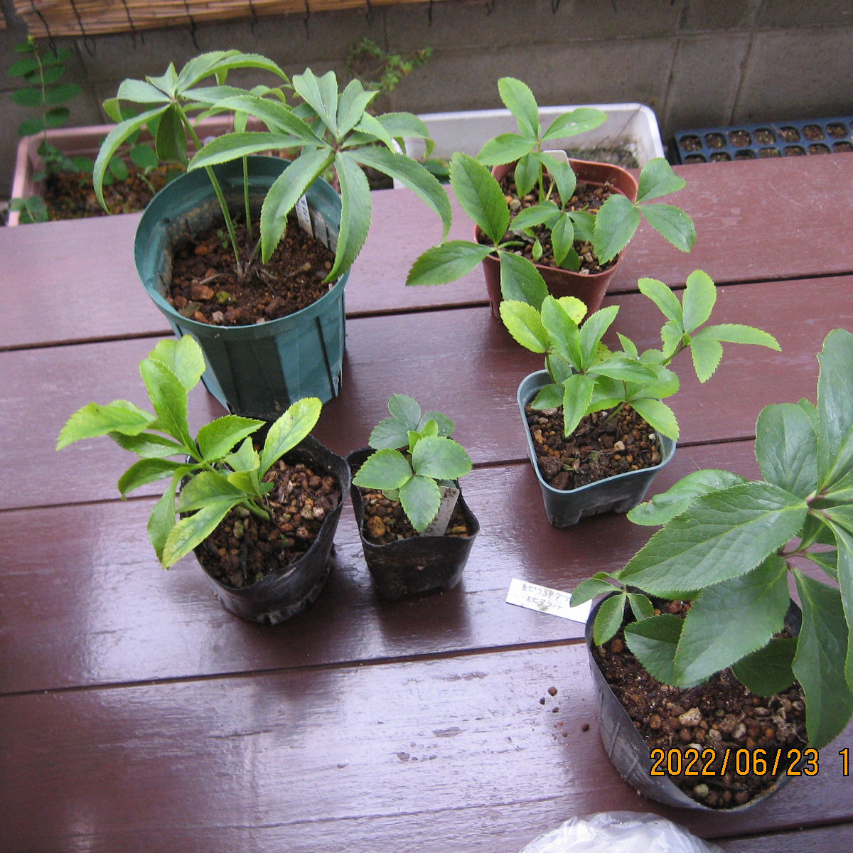 bonobono「歳末セール」クリスマスローズ 小苗 セット bonobono様専用