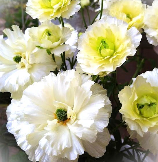 憧れのラナンキュラスラックス グレーシス✨｜そだレポ（栽培レポート