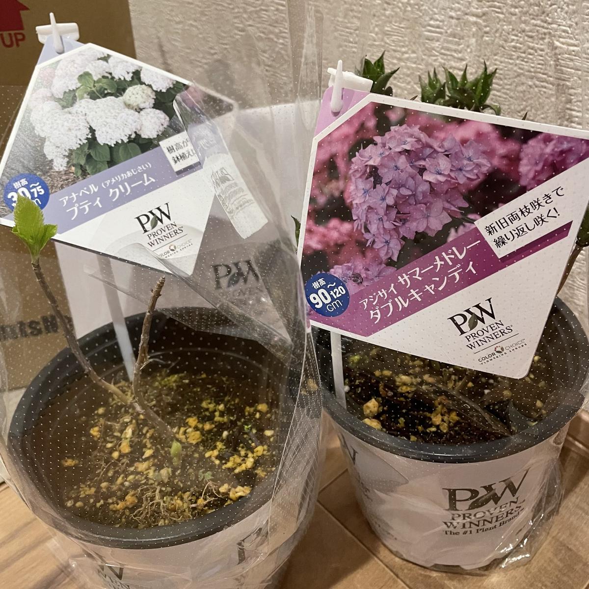 PWさん新品種の紫陽花モニター｜そだレポ（栽培レポート）byこは