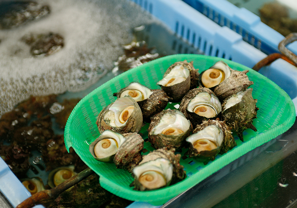 活サザエ 1Kg(約10個) / 城崎温泉 (株)ヤマヨシ 旬鮮市場