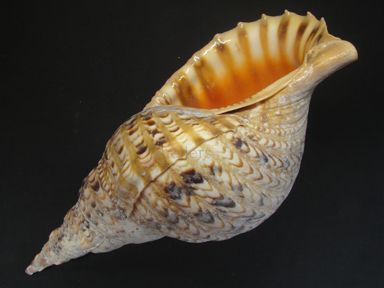 法螺貝 33cm 600g - Kaiショップ