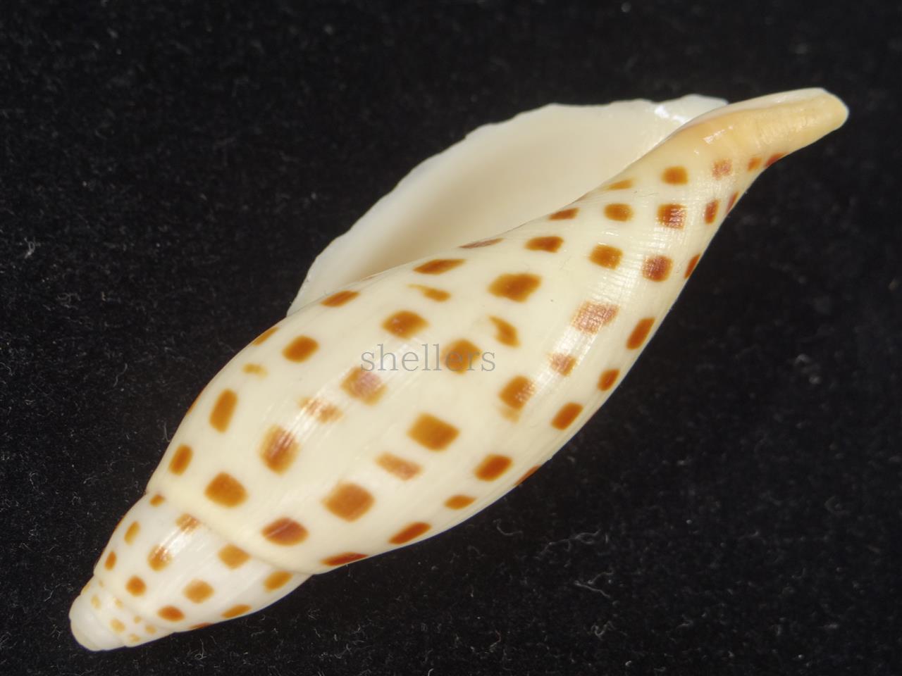 カノコリュウグウボラ - Kaiショップ