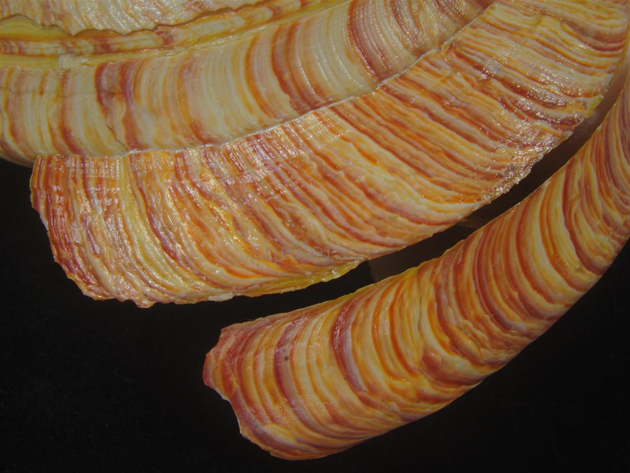 リュウグウオキナエビス(Entemnotrochus rumphii) 165mm 特大 特美品