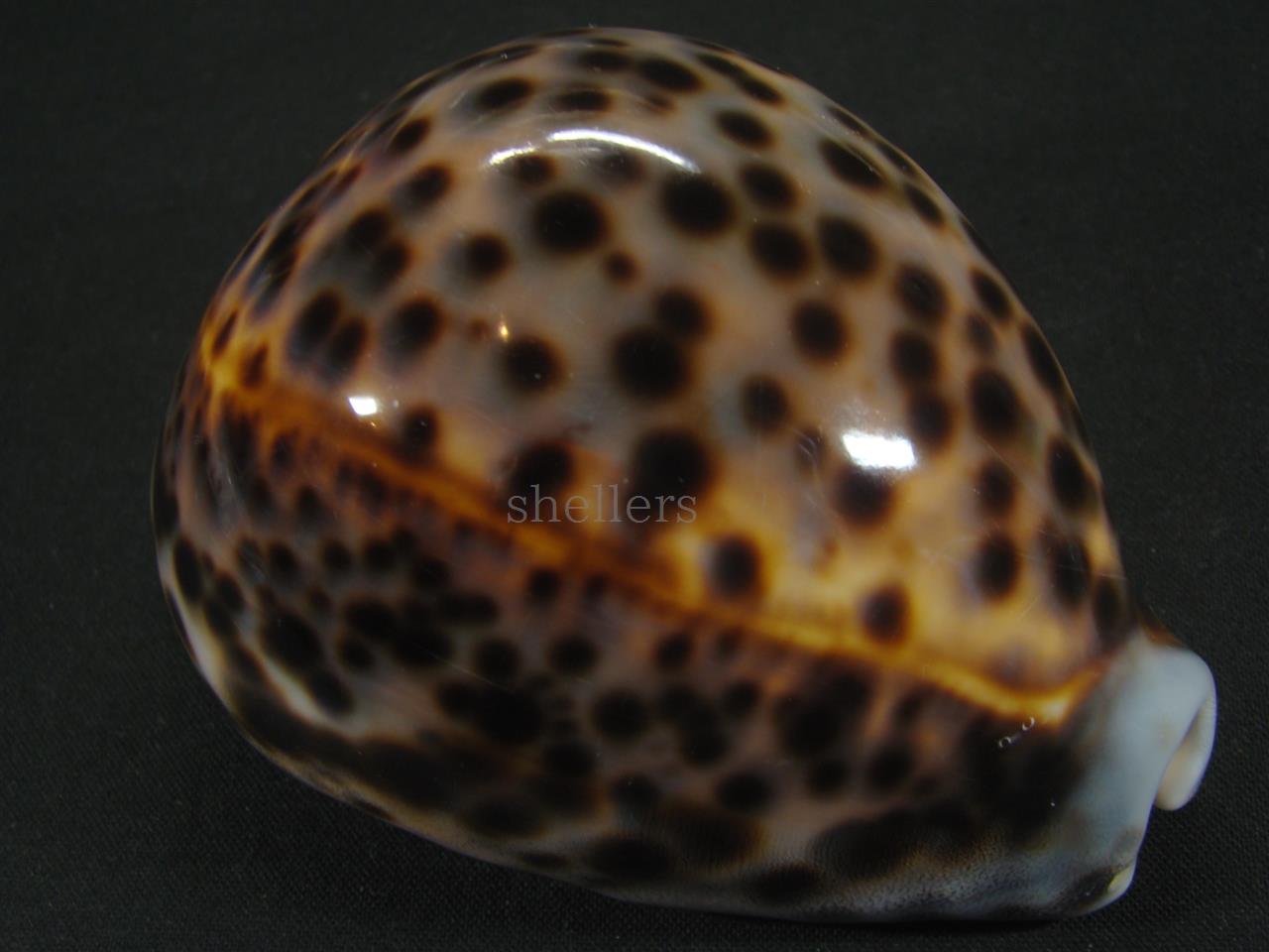 ハワイホシダカラ - Kaiショップ