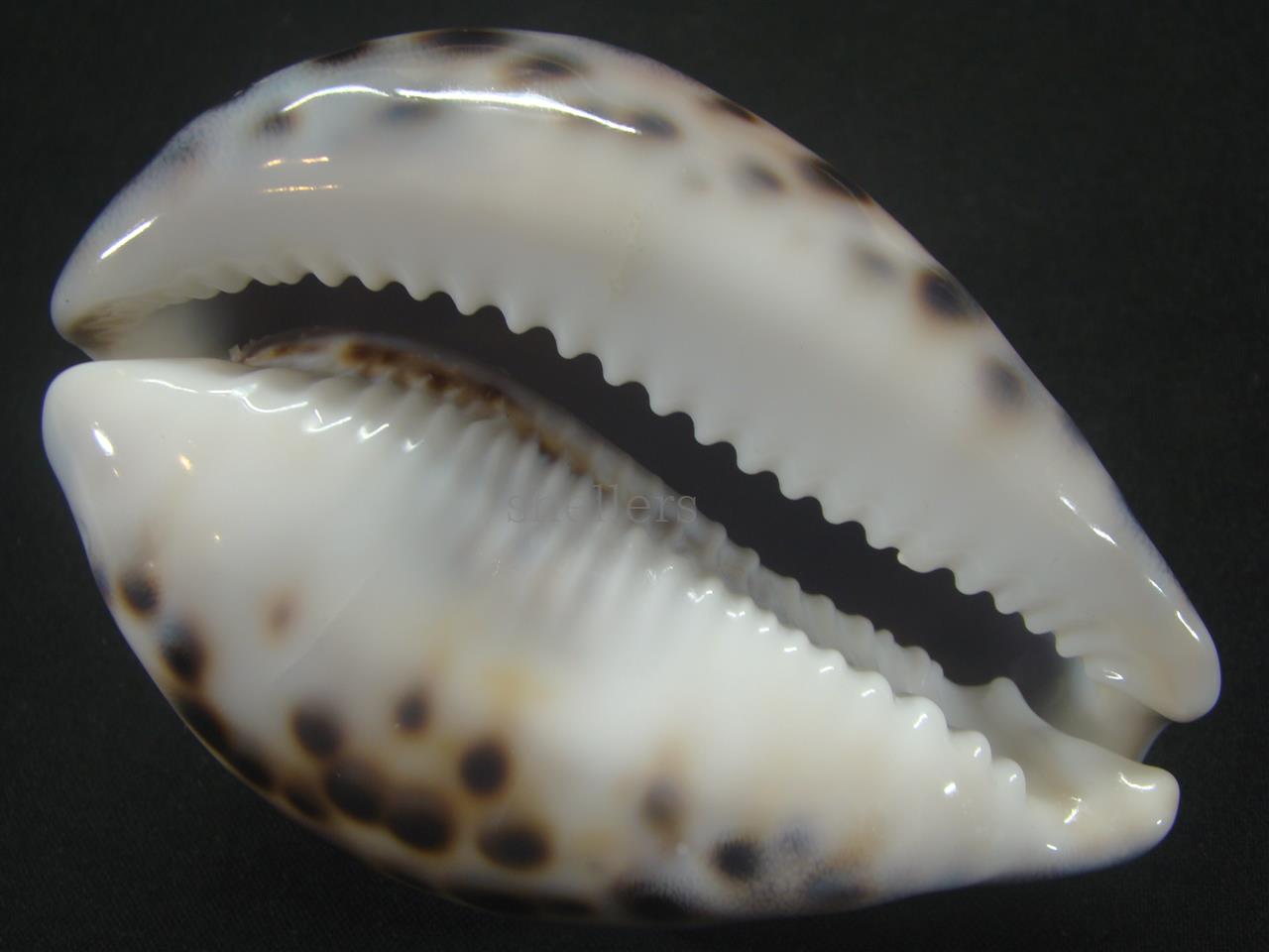 ハワイホシダカラ - Kaiショップ