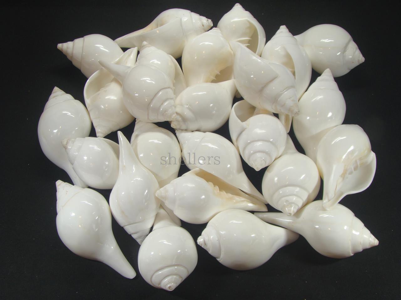 シャンクガイ 研磨済 - Kaiショップ