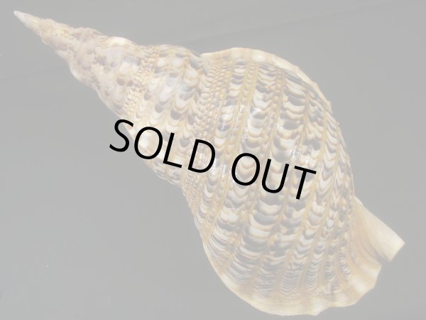 法螺貝 40cm 約895g - Kaiショップ