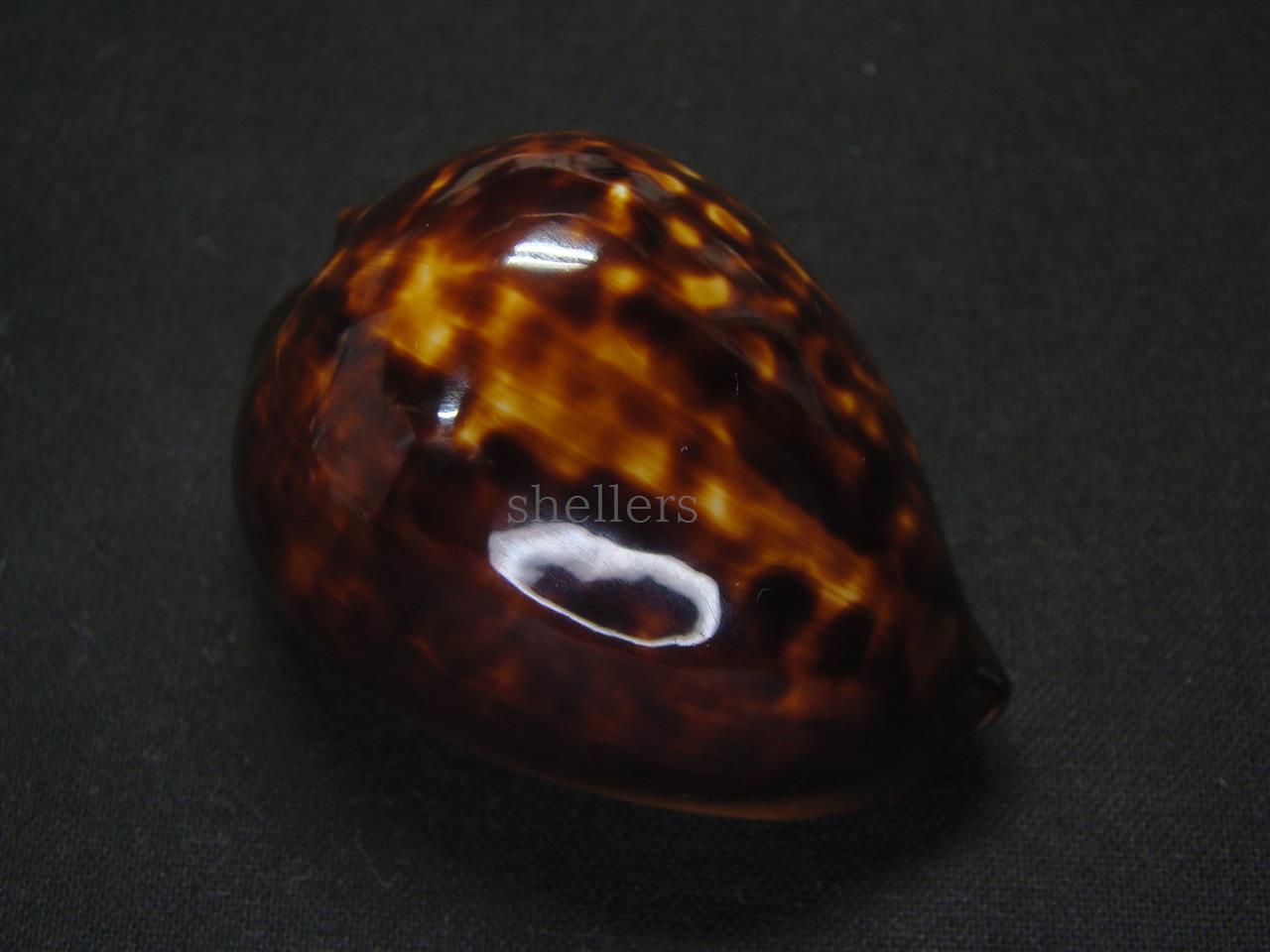 ベッコウダカラ 大 - Kaiショップ