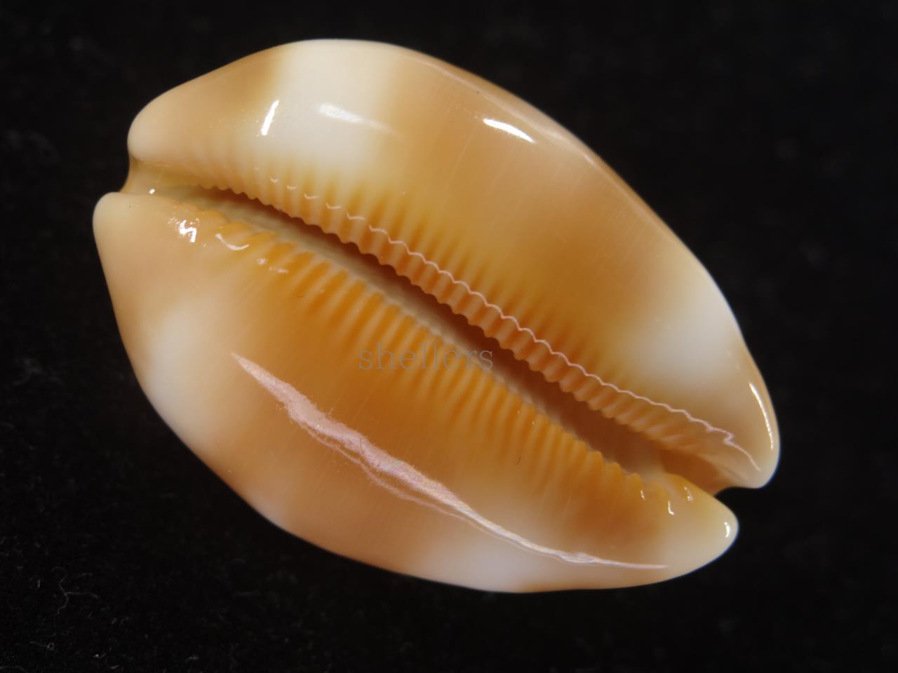 下*田様 貝殻 まとめ売り （タカラ貝等々…） 標本 下*田様 貝殻