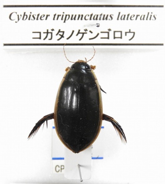 倉敷昆虫館 | 標本の紹介，岡山，コガタノゲンゴロウ