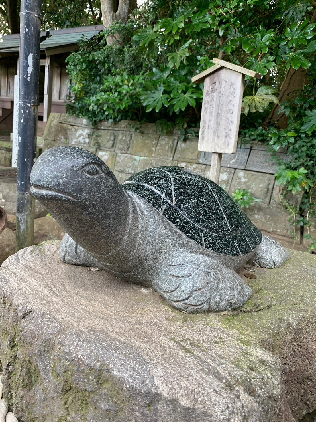 あの有名な亀さんに会えました！ | 四季タビCLUB