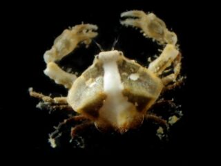 ロッカクコブシガニ | JAMBIO沿岸生物データベース