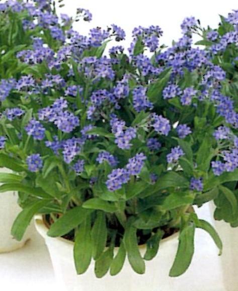 営利用忘れな草】 わすれなぐさ：ドワーフ系 ドワーフブルー 10ml