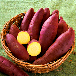 さつまいも苗（サツマイモ）】 PVP登録品種 べにはるか：ベニハルカ