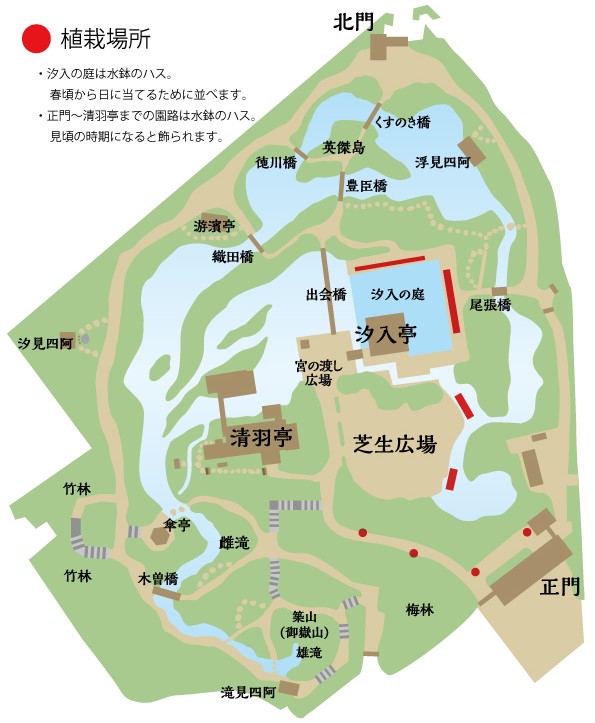 蓮(ハス) | 花だより | 白鳥庭園｜名古屋市熱田区