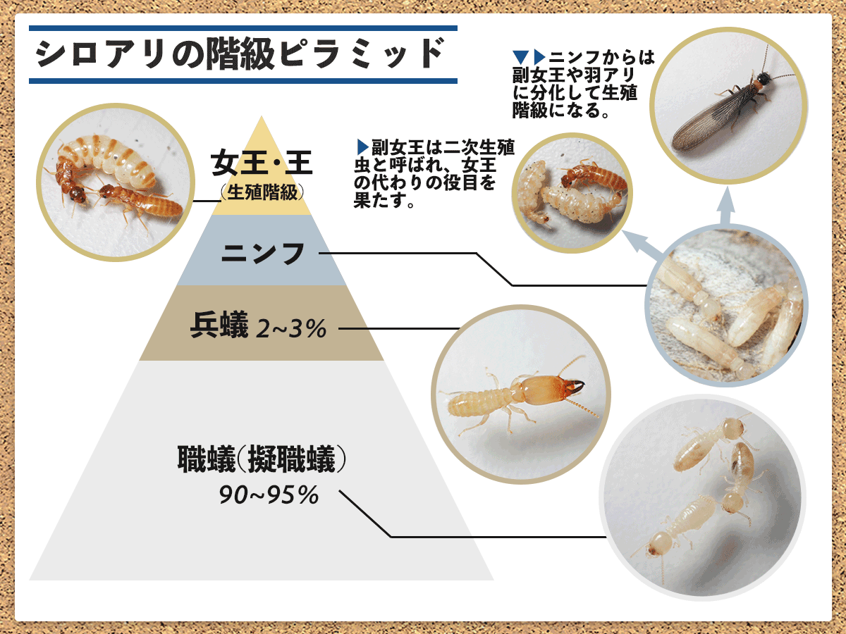 シロアリの女王を徹底解説！知られざる生活に迫る｜シロアリ1番！