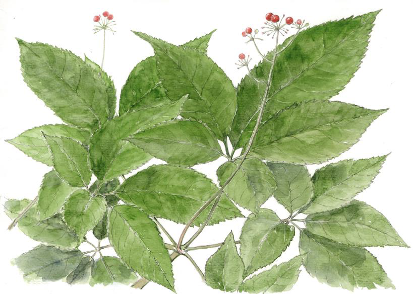 竹節人参(チクセツニンジン) 【局】|薬草絵図鑑