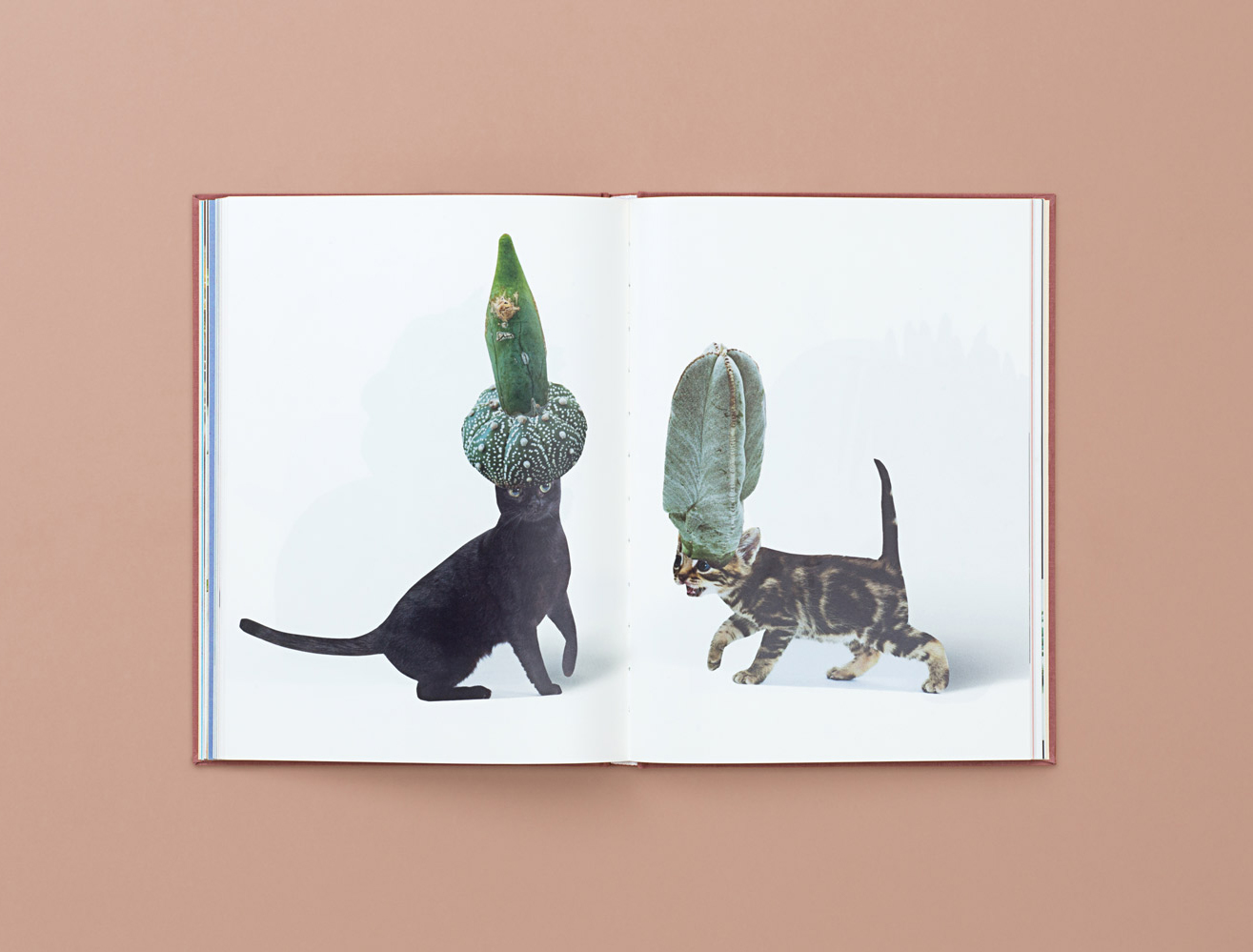 Two Internet Obsessions, One New Book: Stephen Eichhorn's Cats