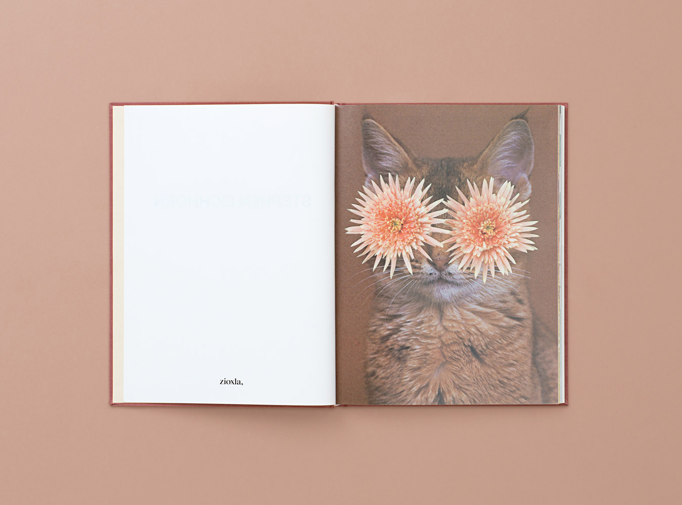 Two Internet Obsessions, One New Book: Stephen Eichhorn's Cats