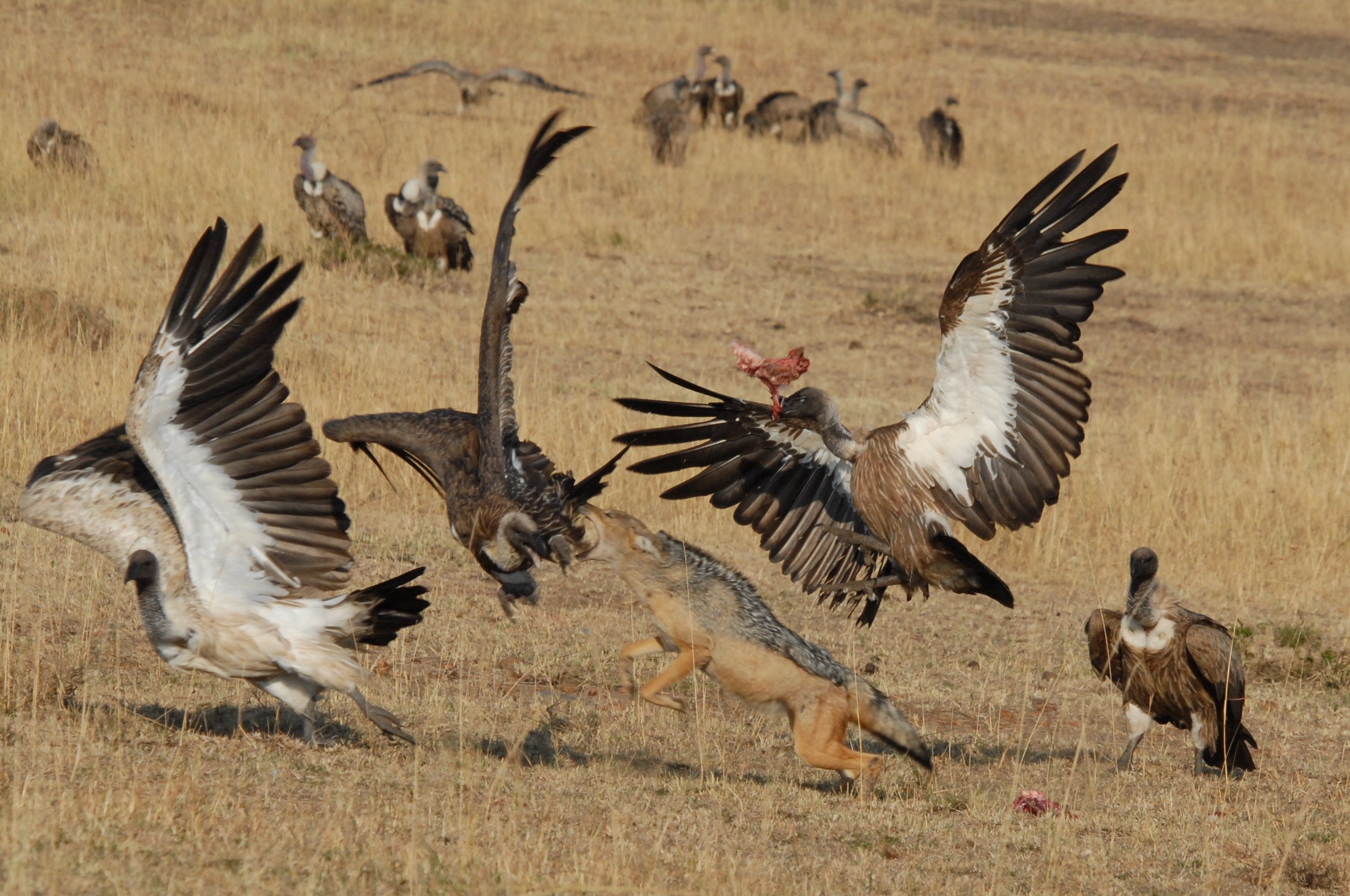 Clever hyenas and jackals use vultures to bag an easy dinner