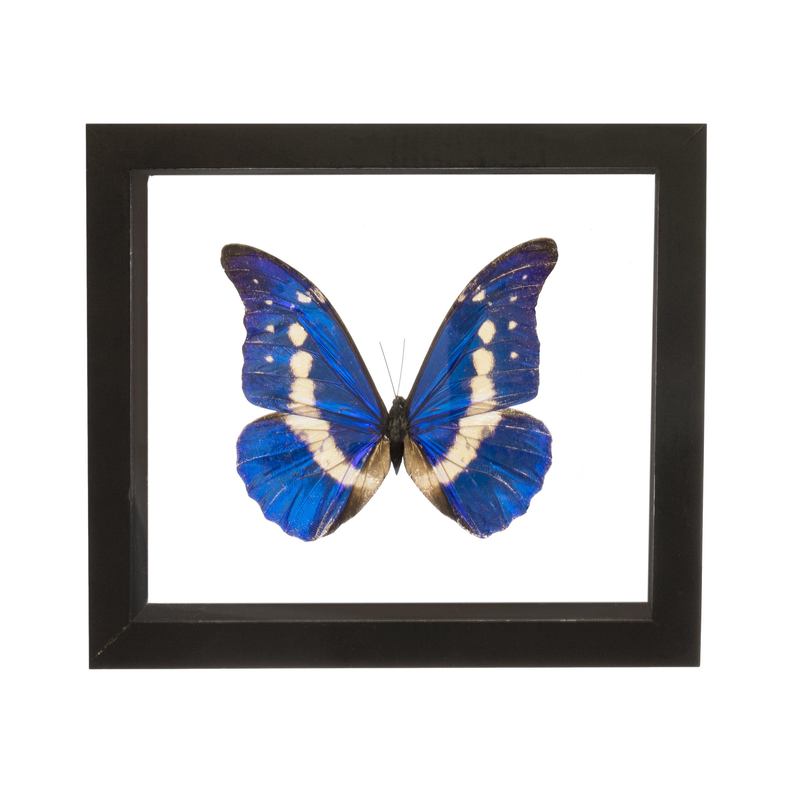 Real Morpho Helena Butterfly in Black Frame For Sale — Skulls
