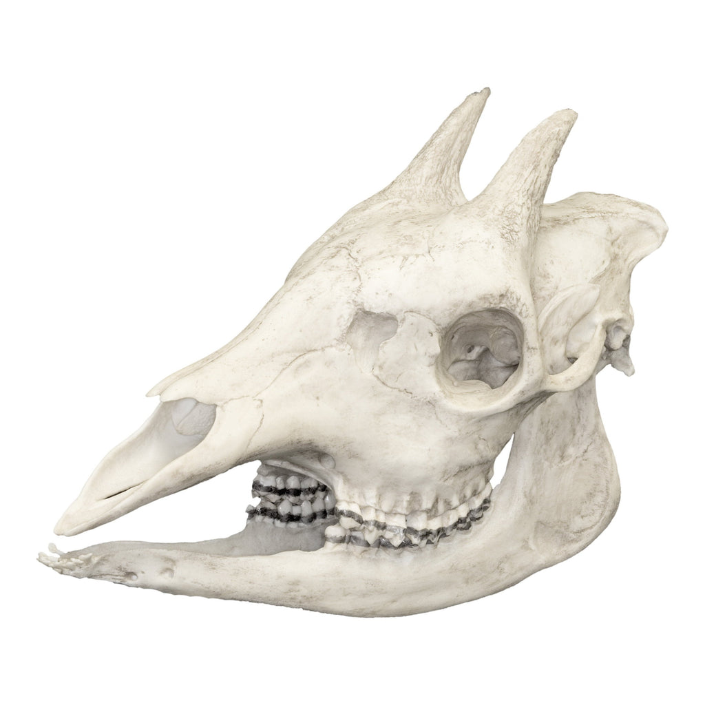 Replica Okapi Skull — Skulls Unlimited International, Inc.