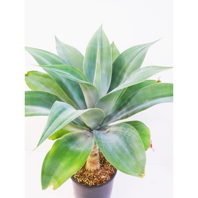 アガベ ハンチントンブルー Agave aff. attenuata 'Huntington Blue