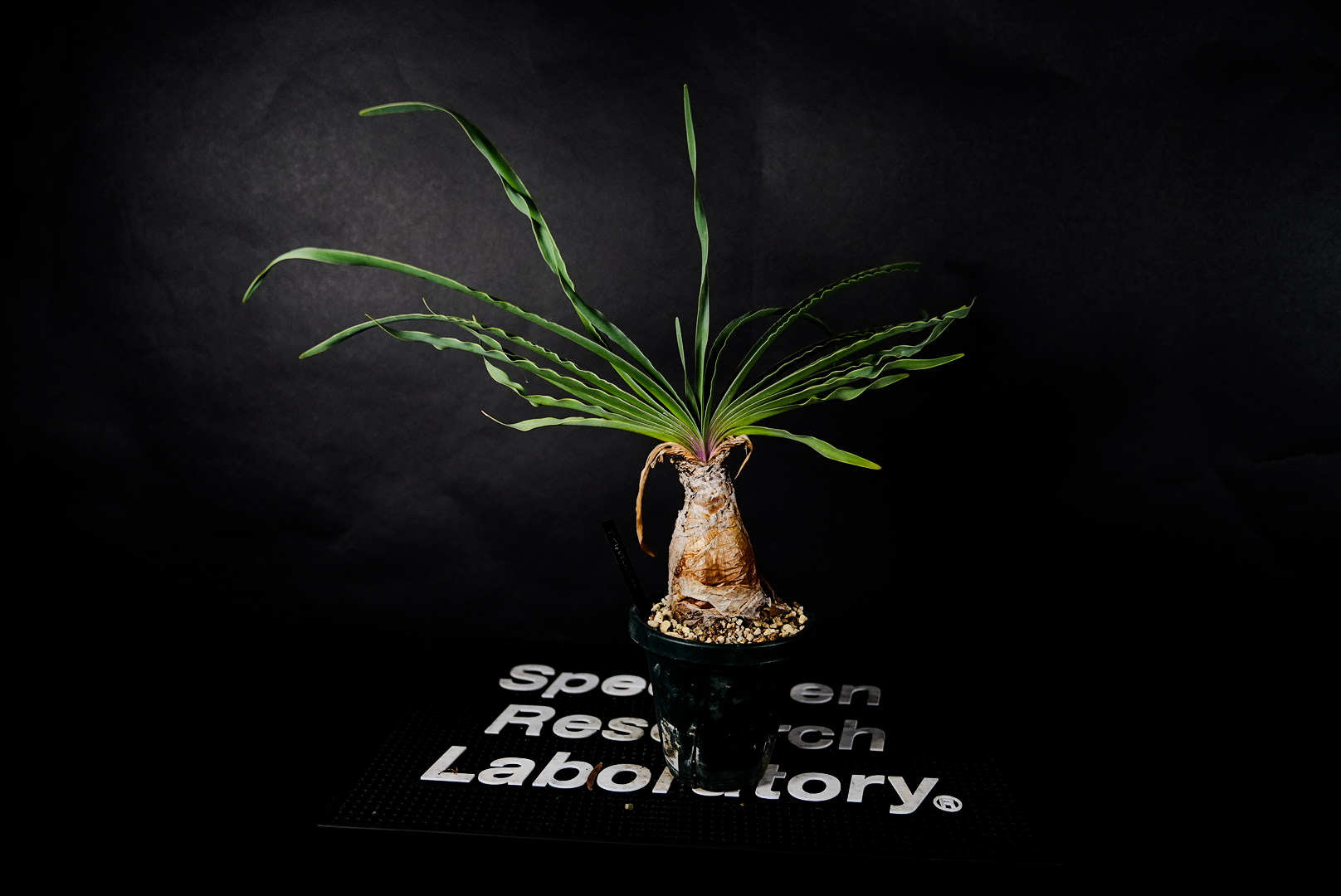 ブーファン ディスティチャ 4号鉢 c 球根植物 園芸ネット本店