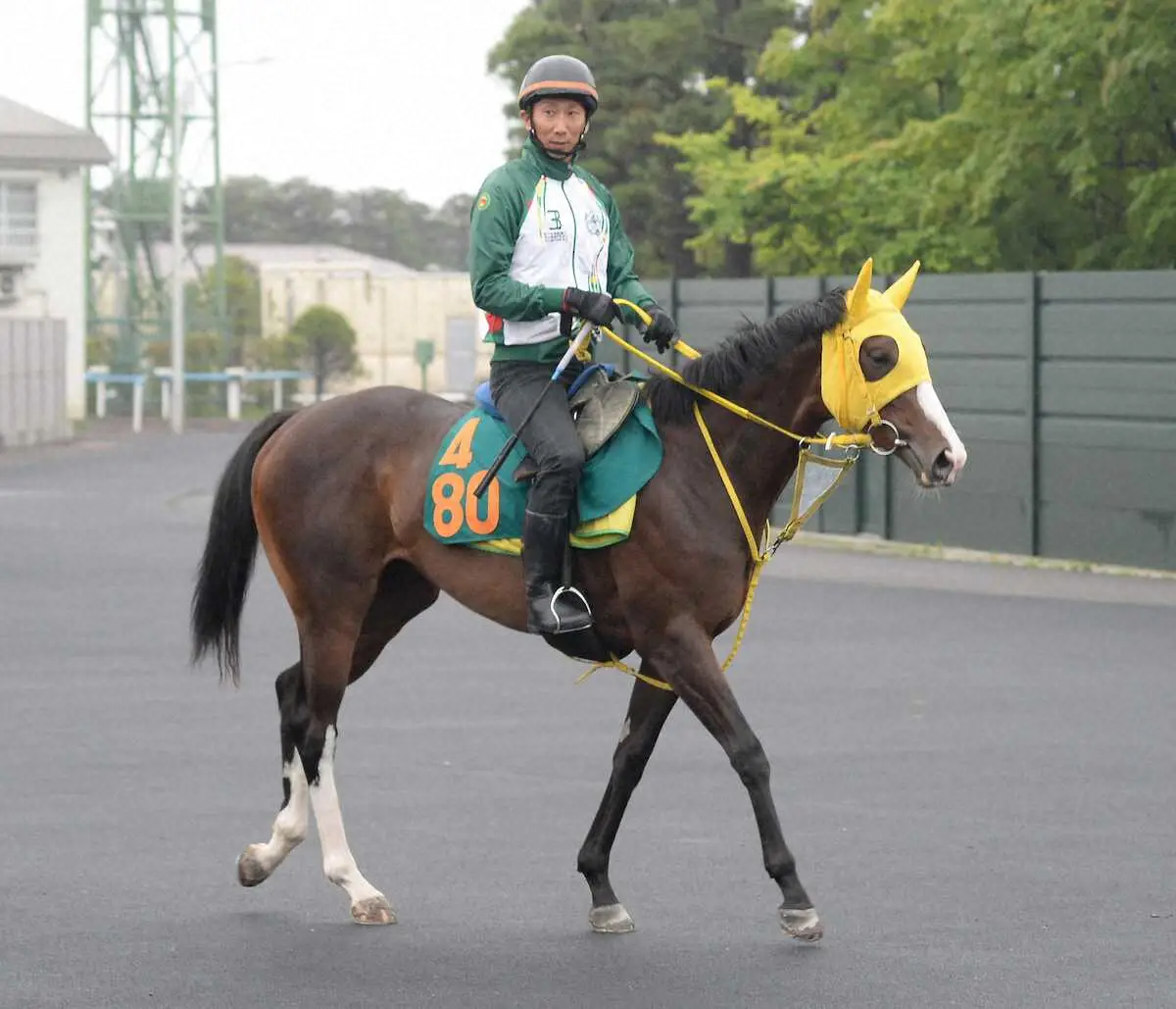 JRAが今秋から調教ゼッケンの仕様を変更 生地色を年齢と性別で細分化し